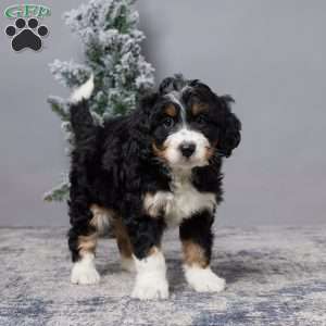 Aaron, Mini Bernedoodle Puppy